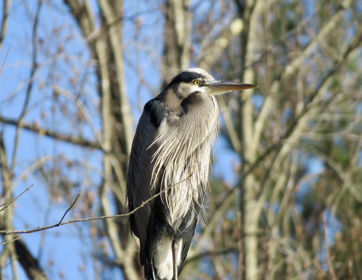 Great Blue Heron - ML646050924