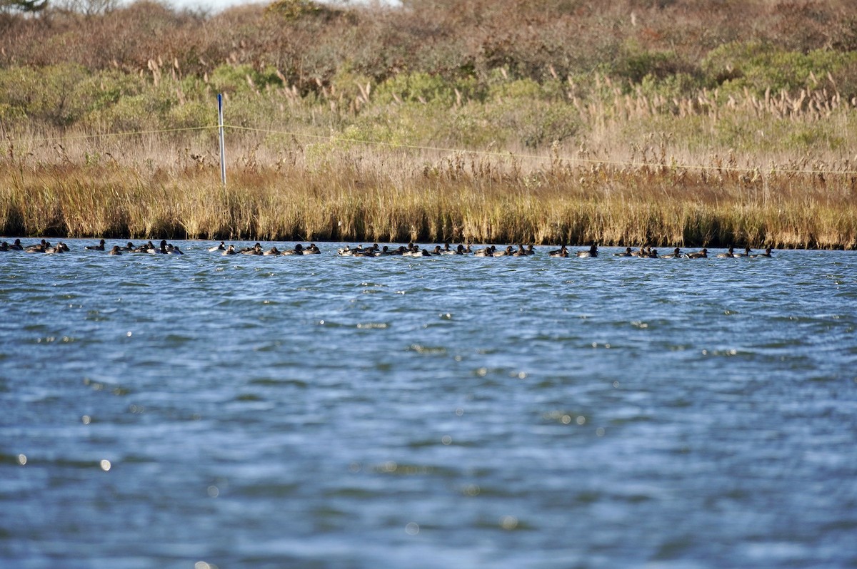 斑背潛鴨 - ML646050925