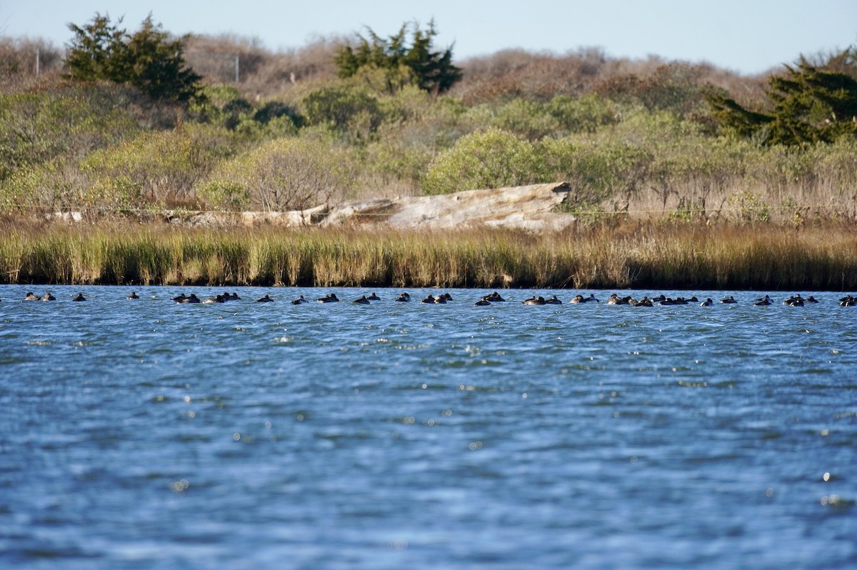 斑背潛鴨 - ML646050927