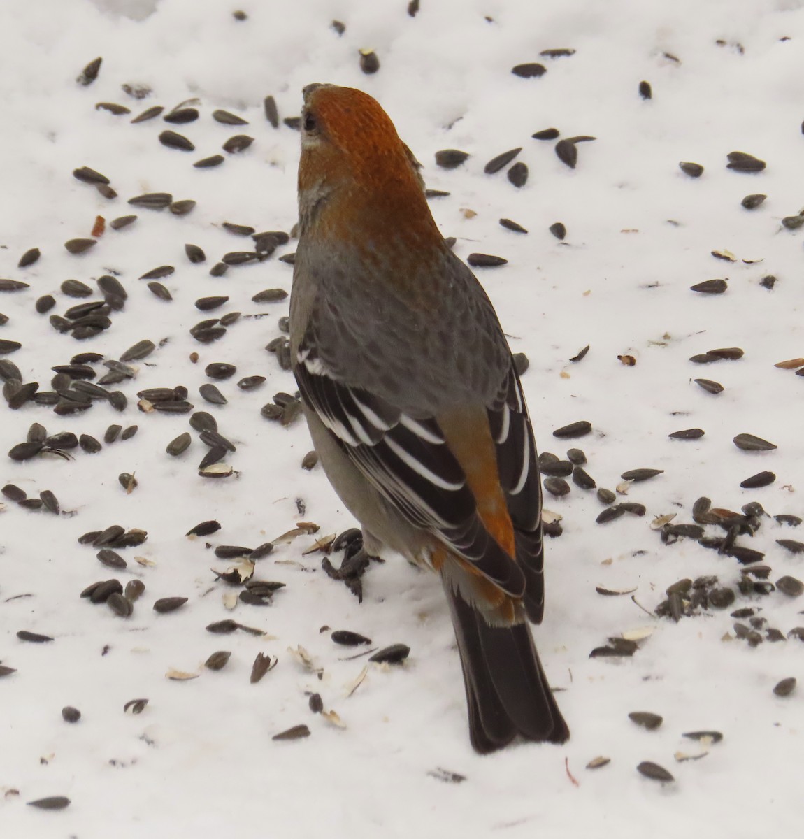 Pine Grosbeak - ML646050929