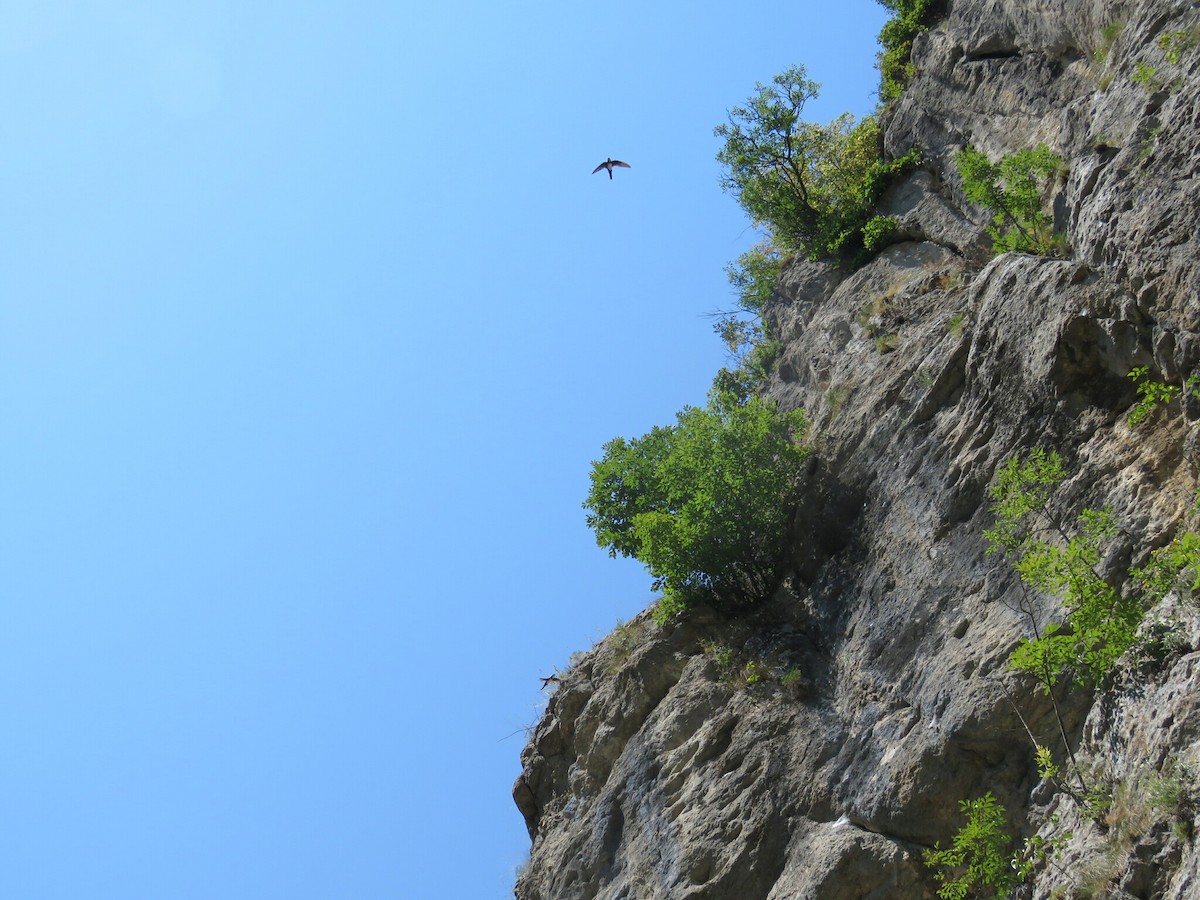 Alpine Swift - ML646050930