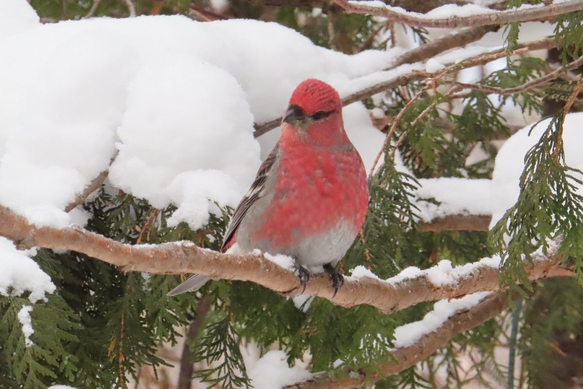 Pine Grosbeak - ML646050931
