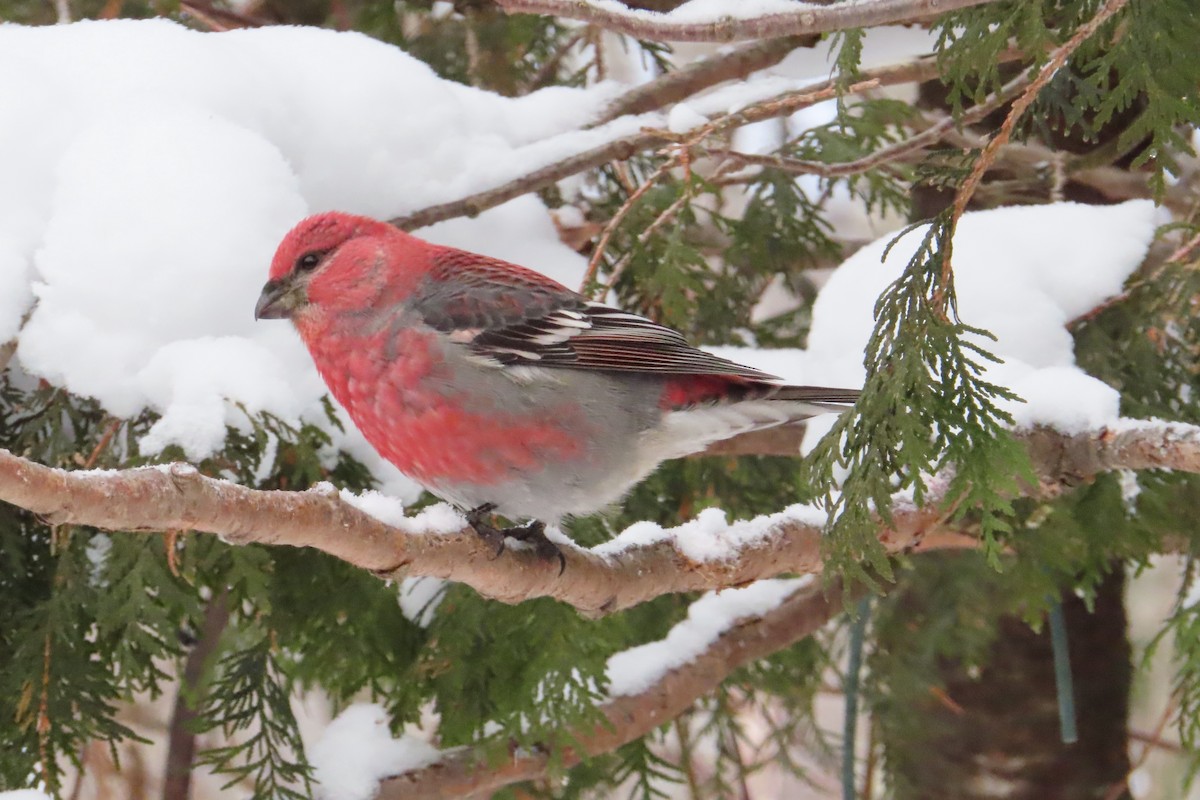 Pine Grosbeak - ML646050932