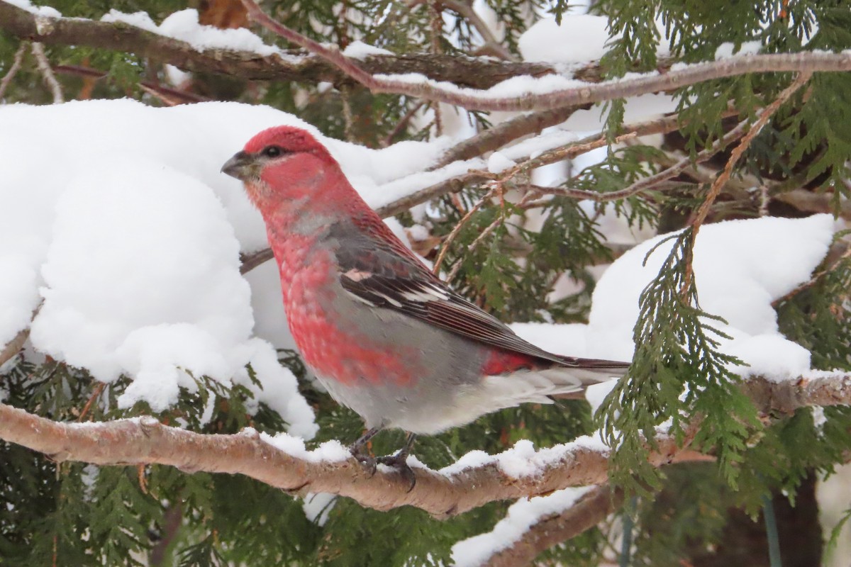 Pine Grosbeak - ML646050933