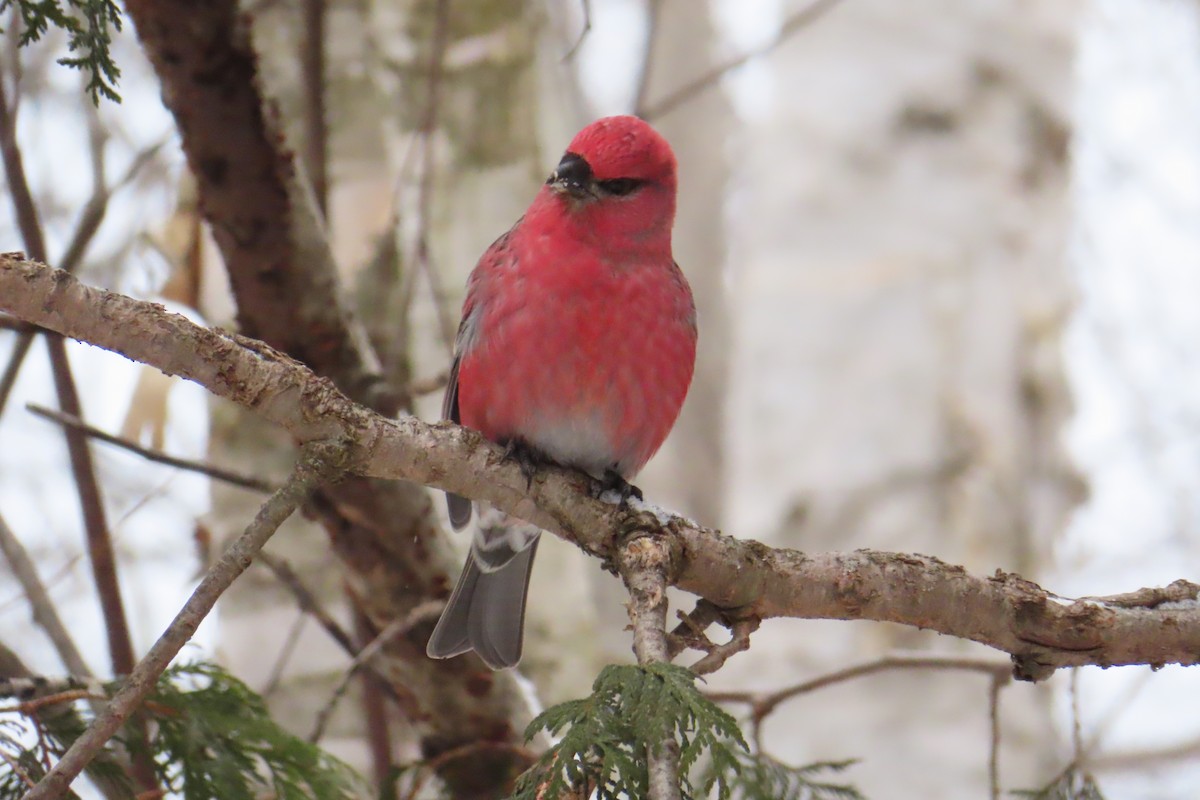 Pine Grosbeak - ML646050934