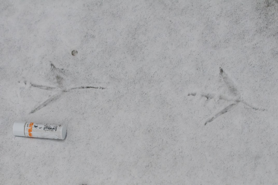 紅冠水雞 - ML646050935