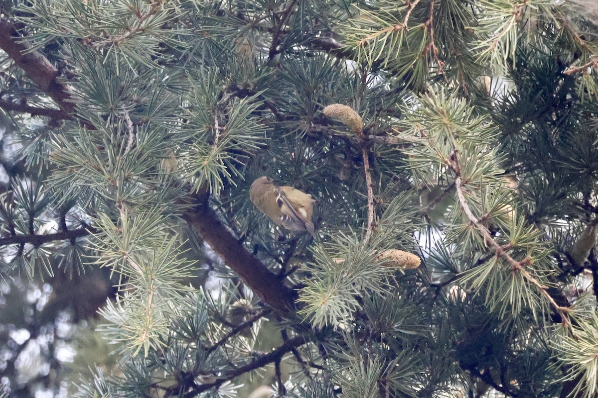 戴菊鳥 - ML646050937