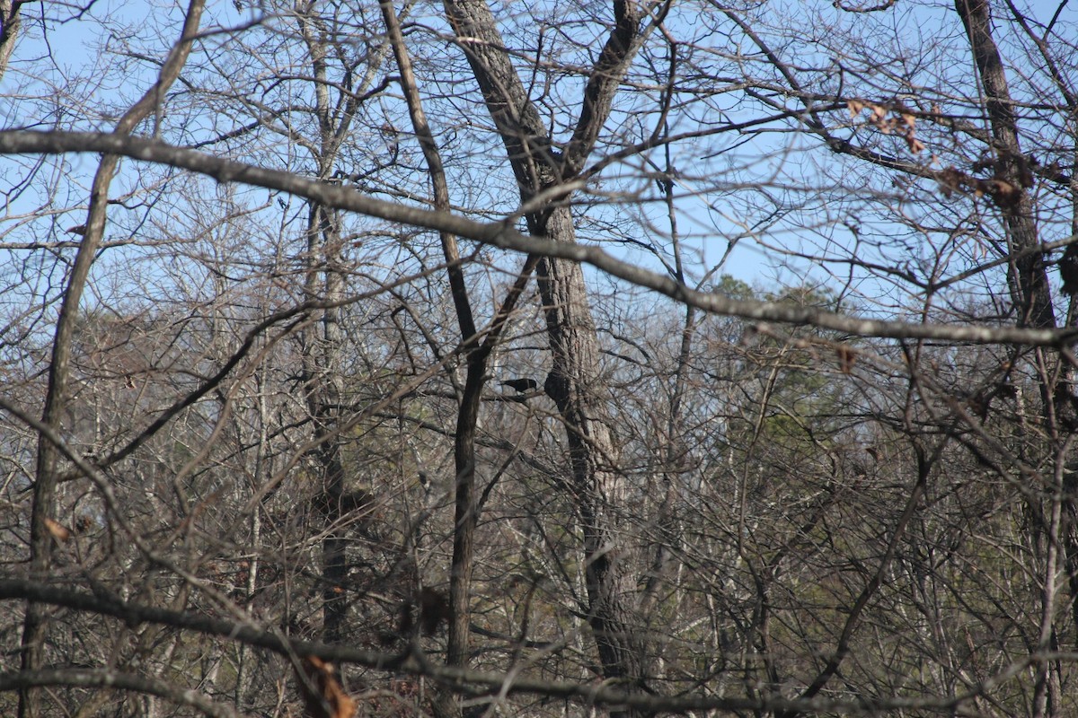 American Crow - ML646050938