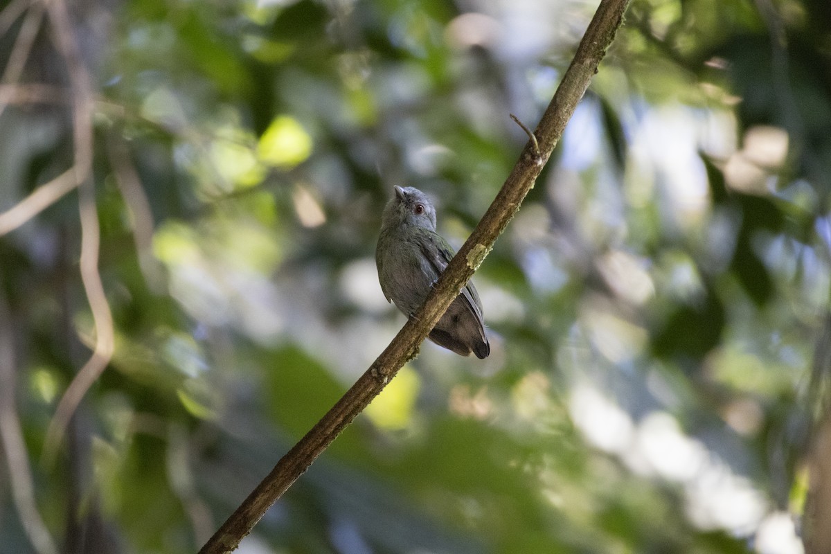 White-crowned Manakin - ML646050939