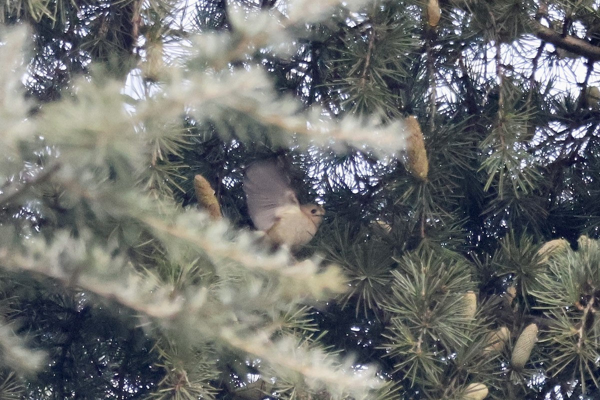 戴菊鳥 - ML646050952