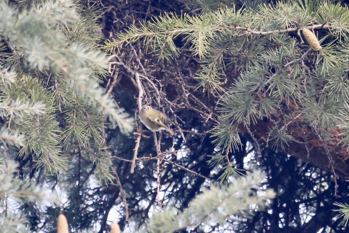 戴菊鳥 - ML646050953