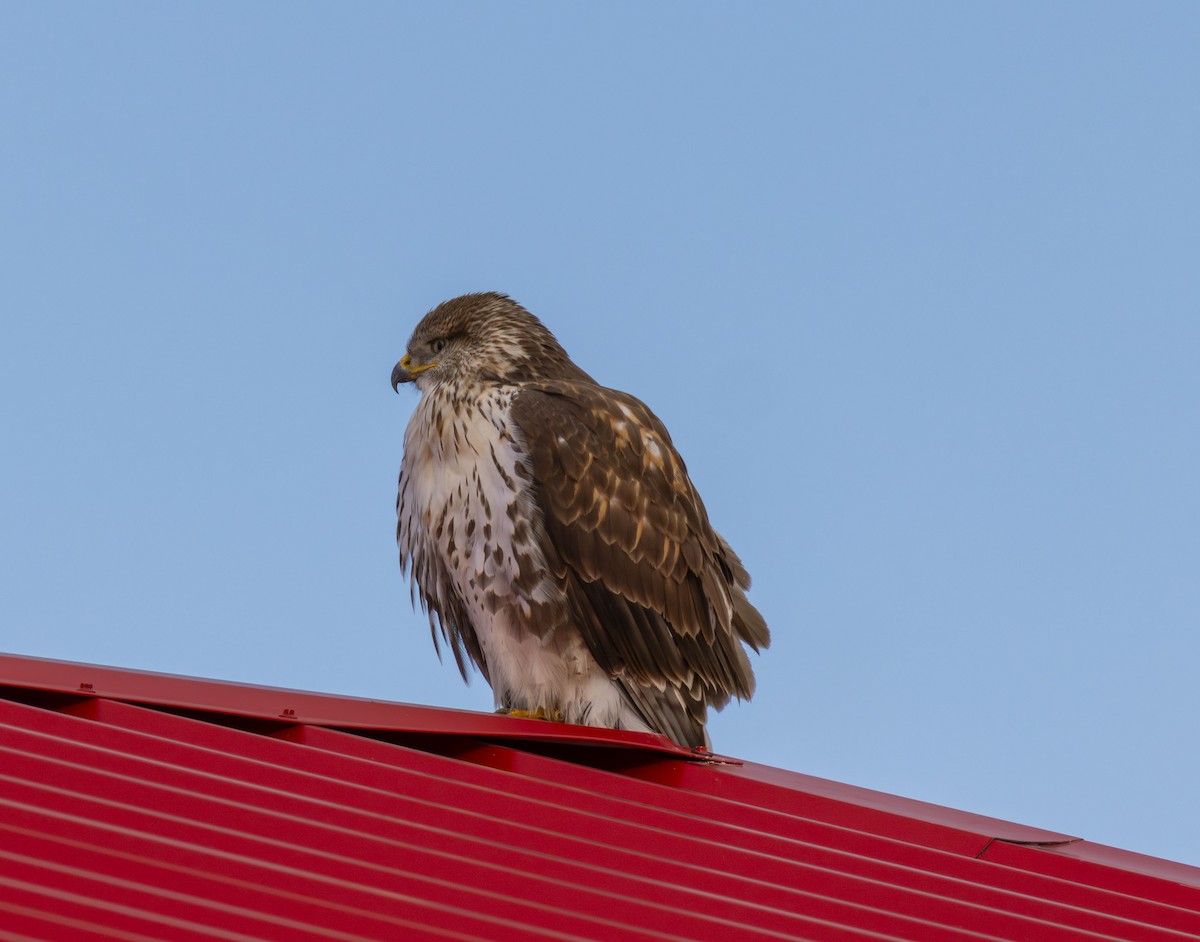 Ferruginous Hawk - ML646050955