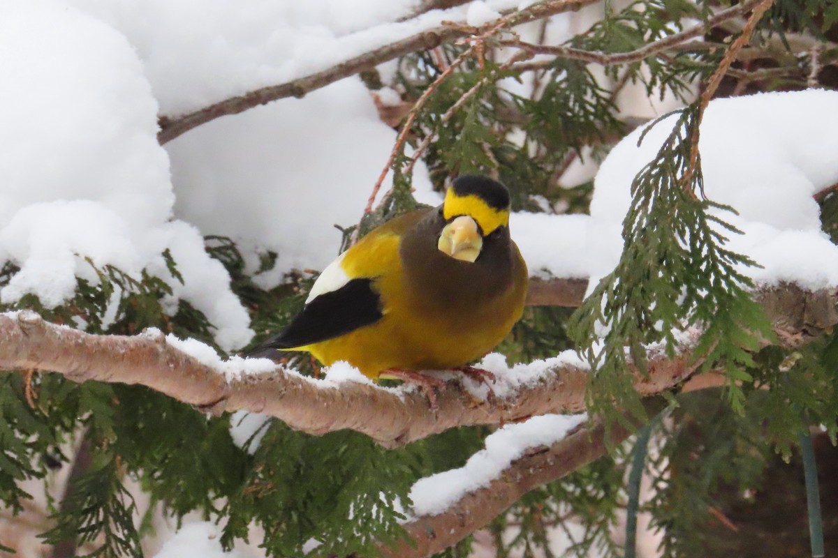 Evening Grosbeak - ML646050956