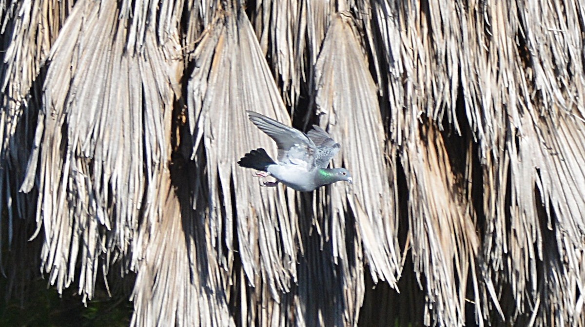 野鴿(野化) - ML646050958