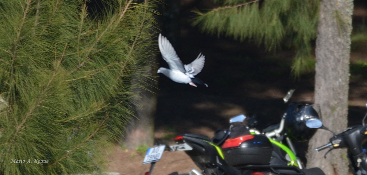 野鴿(野化) - ML646050959