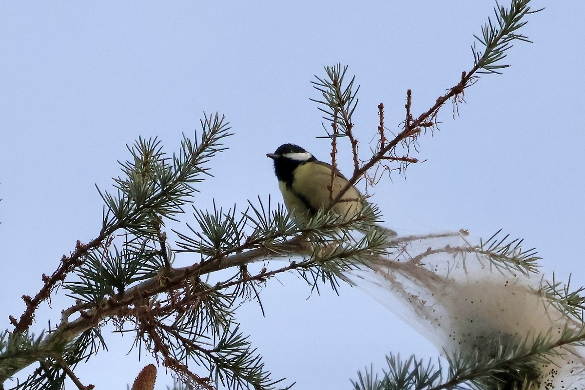 Great Tit - ML646050960