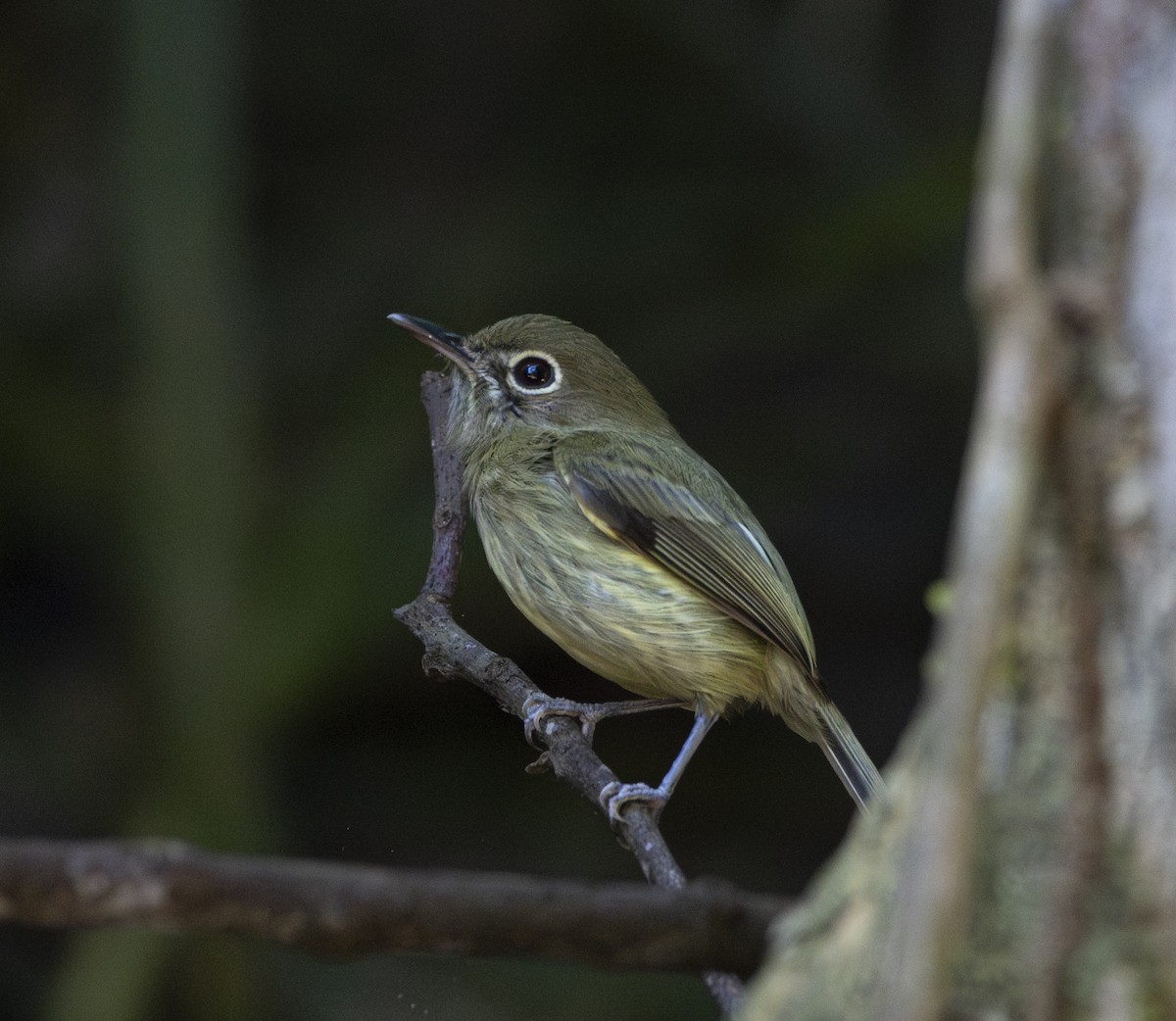 Eye-ringed Tody-Tyrant - ML646050961