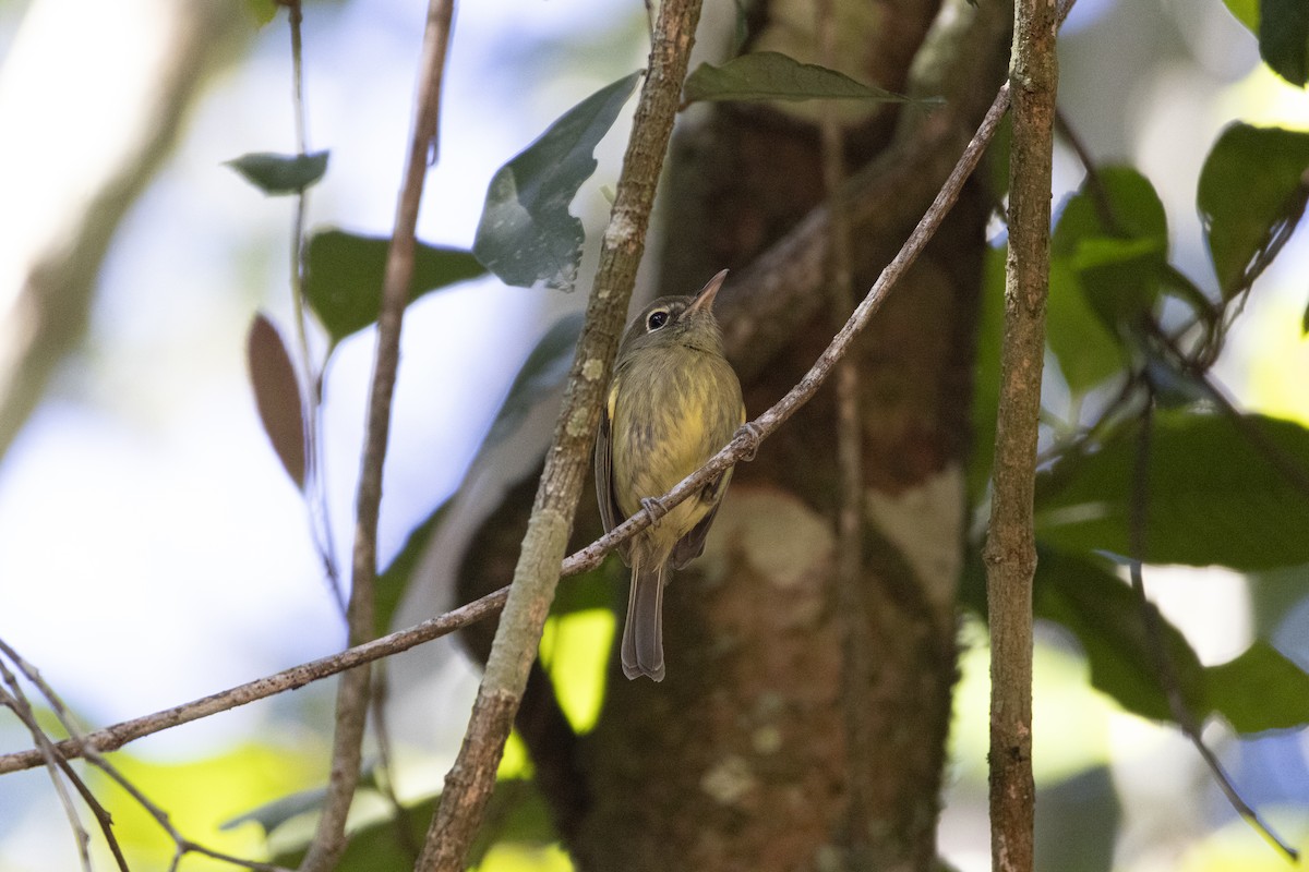 Eye-ringed Tody-Tyrant - ML646050962