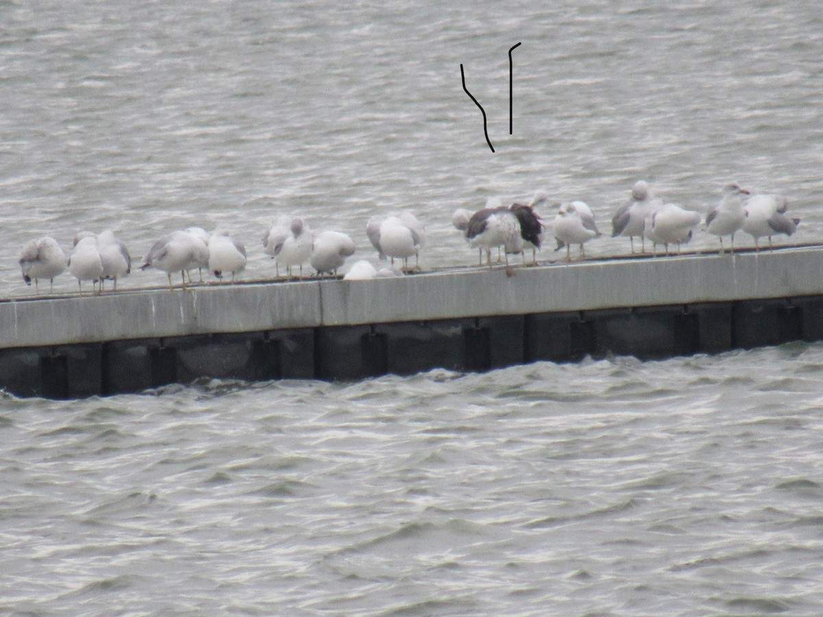 Lesser Black-backed Gull - ML646050963
