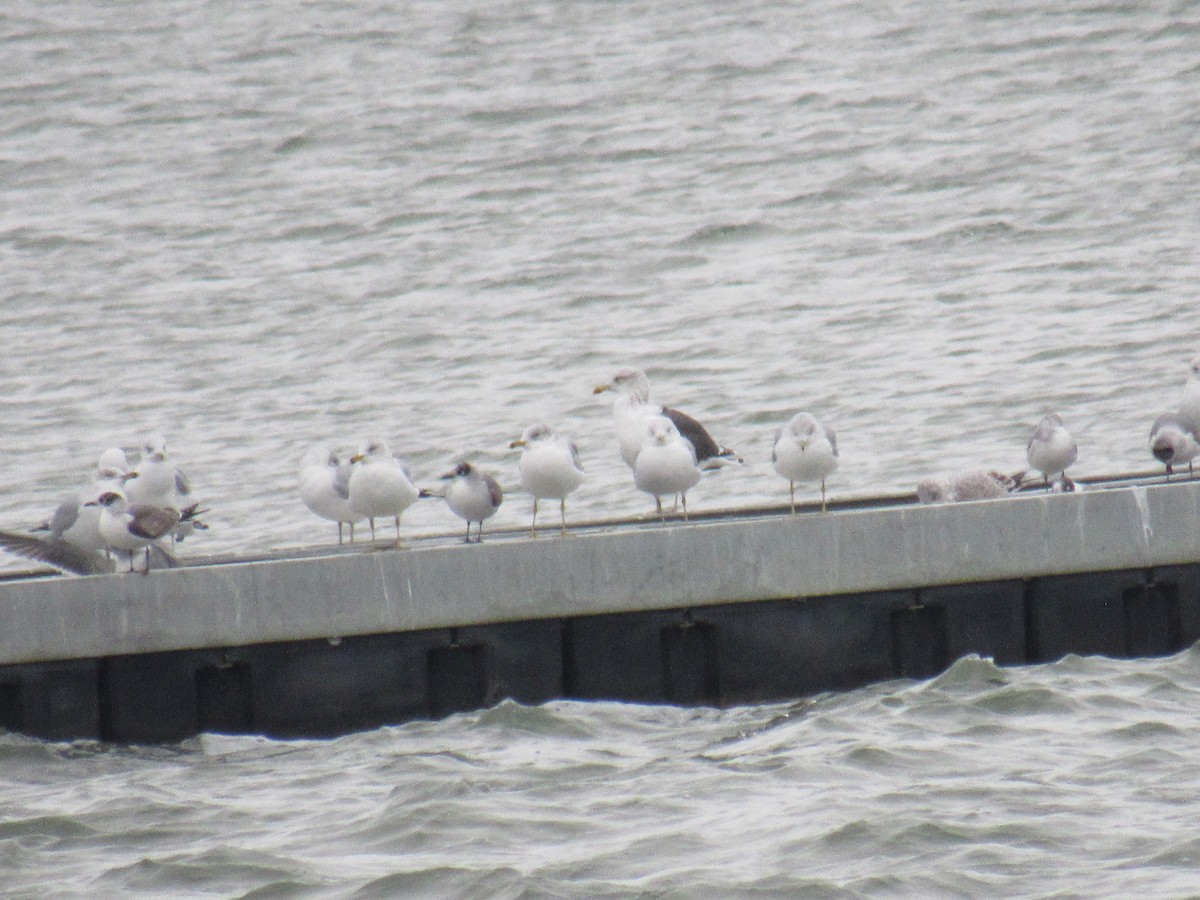 Lesser Black-backed Gull - ML646050964