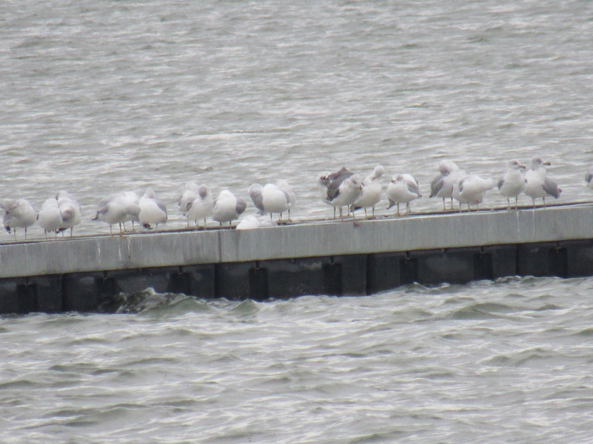 Lesser Black-backed Gull - ML646050965
