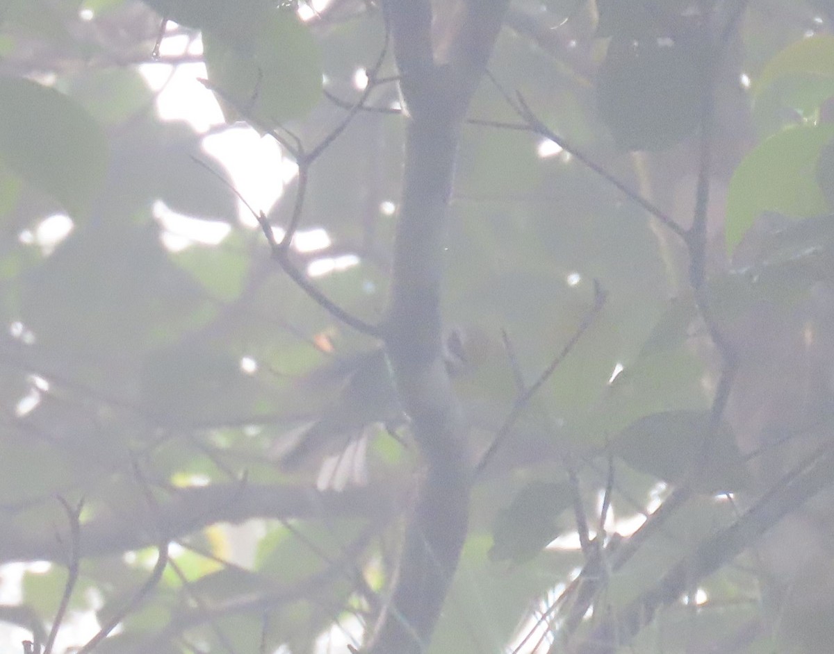 Golden-winged Warbler - ML646050966