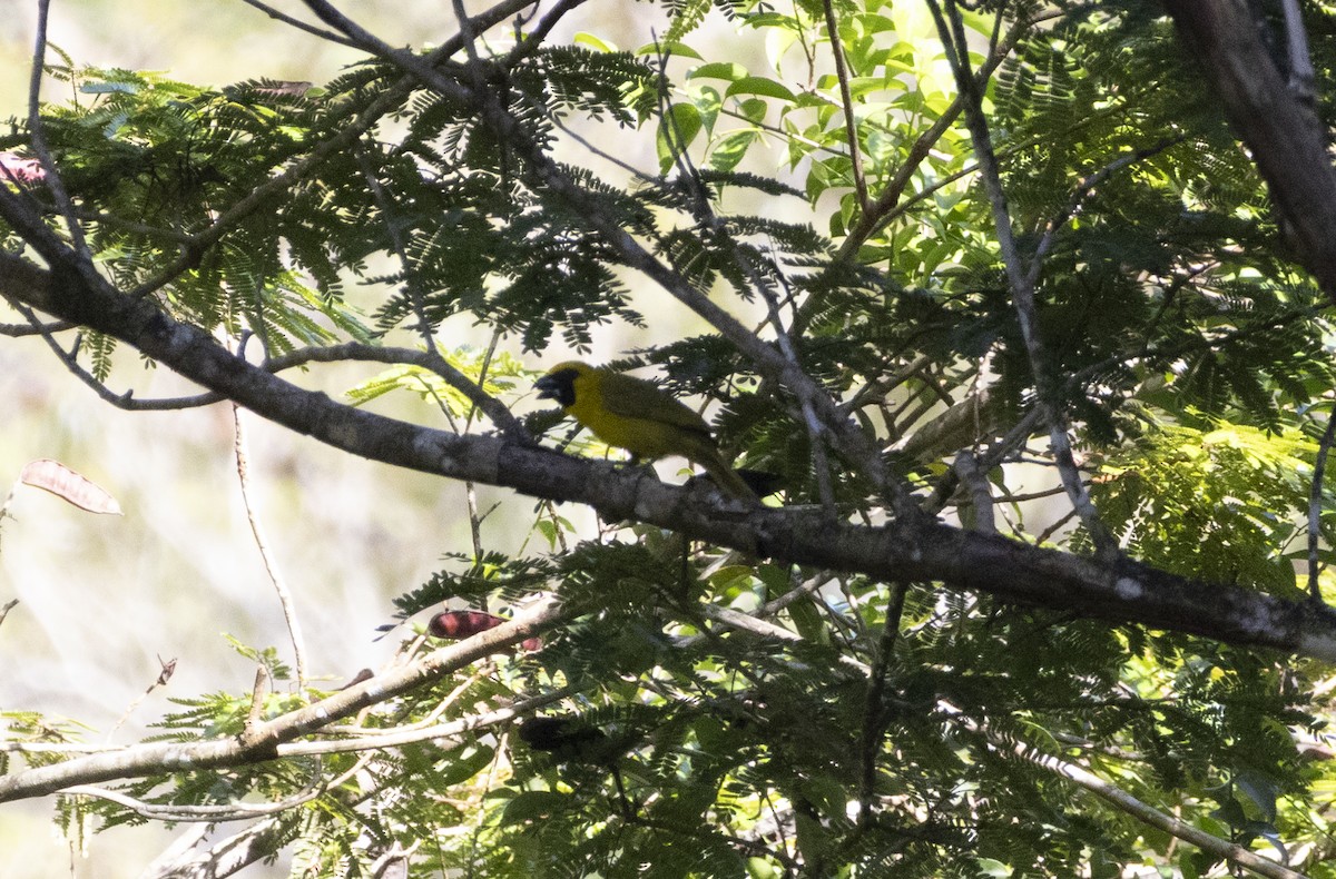 Yellow-green Grosbeak - ML646050967