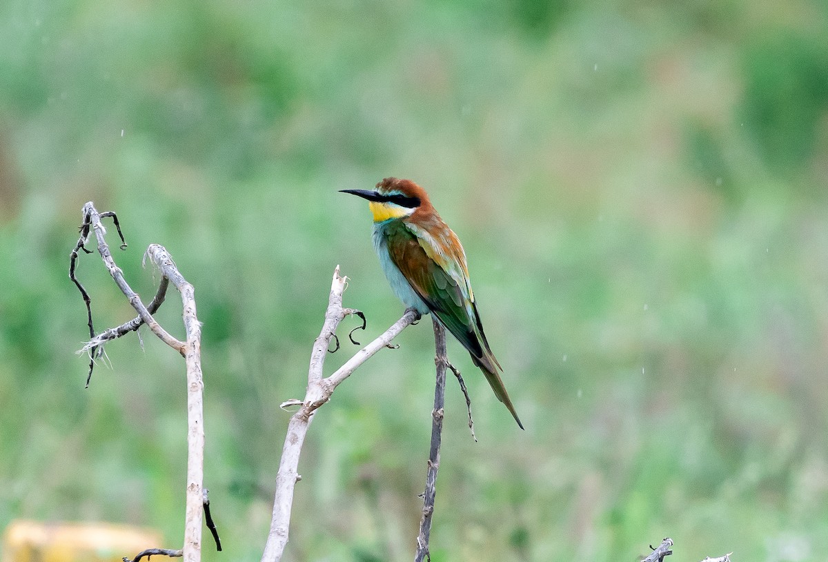 European Bee-eater - ML646050971
