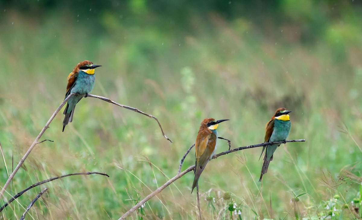 European Bee-eater - ML646050972