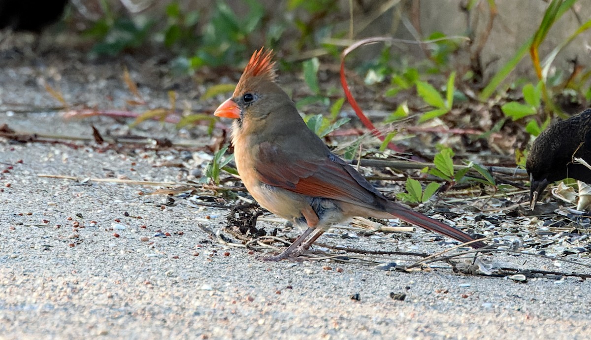 Northern Cardinal - ML646050975