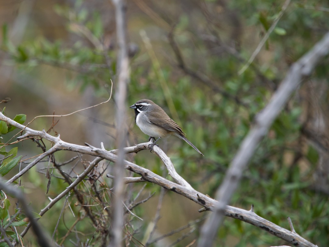 svartstrupespurv - ML646050976