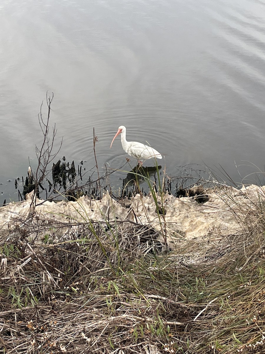 Ібіс білий - ML646050986