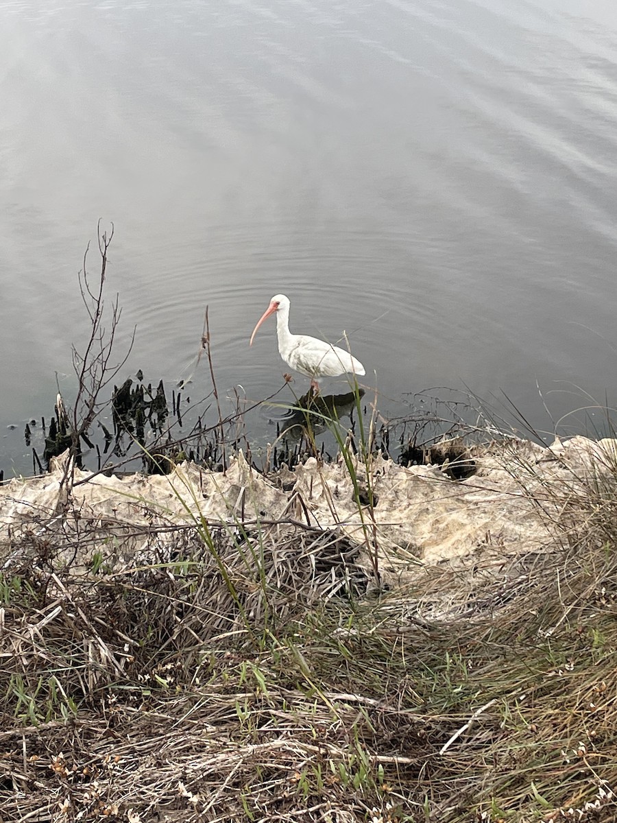 Ібіс білий - ML646050987