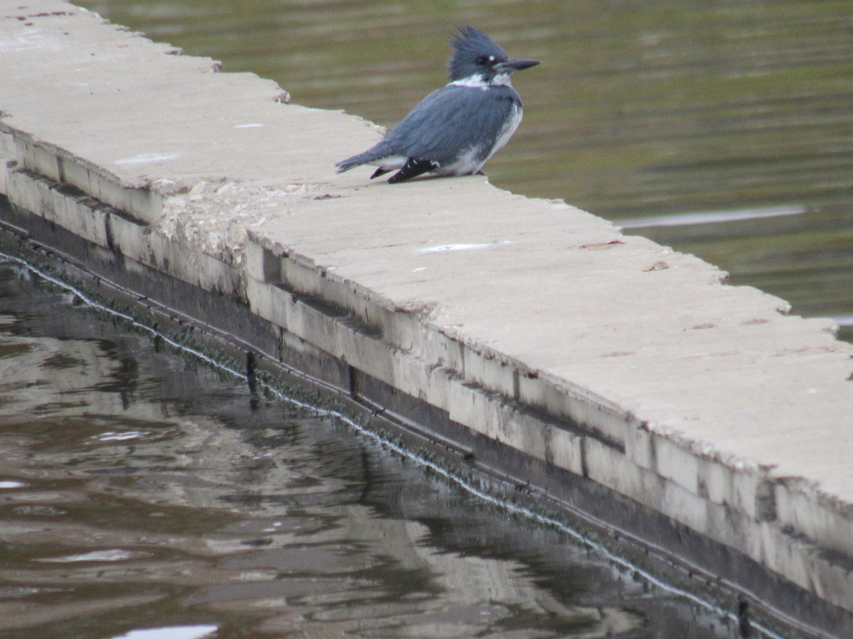 Belted Kingfisher - ML646050988