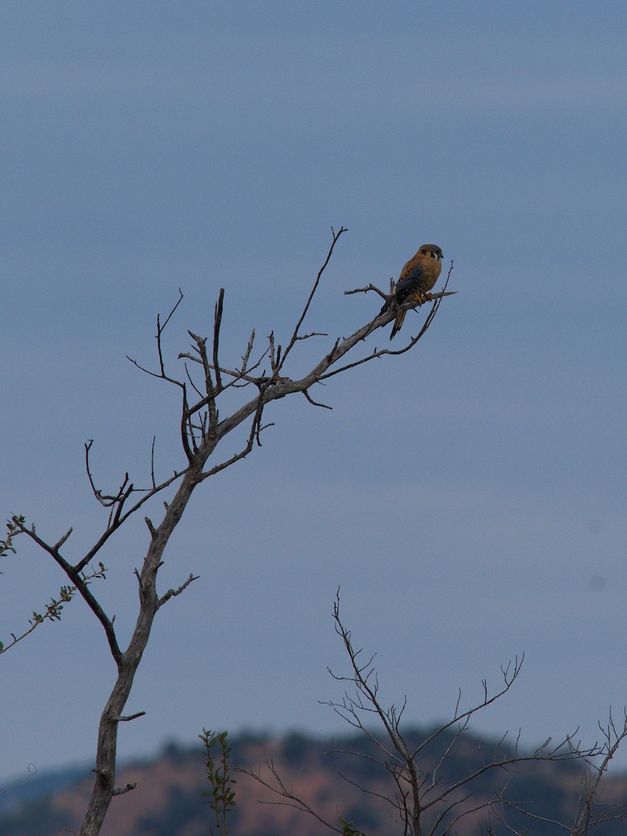 American Kestrel - ML646050990