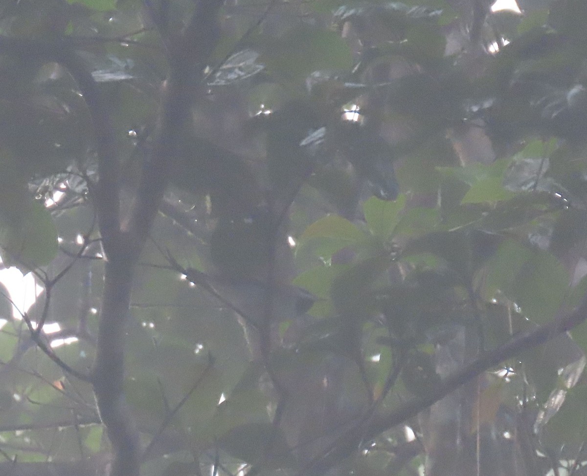 Paruline à ailes dorées - ML646050992