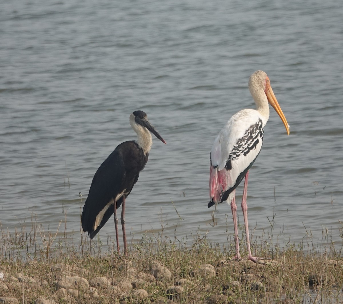 Asian Woolly-necked Stork - ML646050993