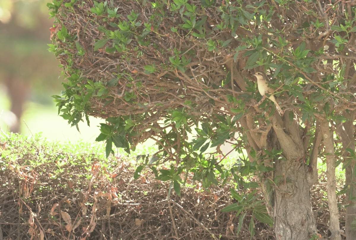 isabellavarsler - ML646050995