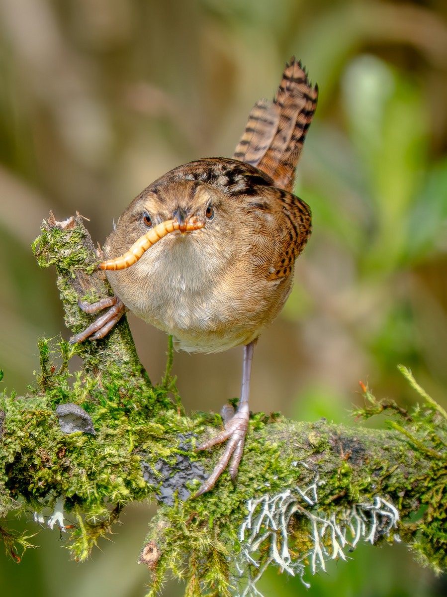 Grass Wren - ML646051019