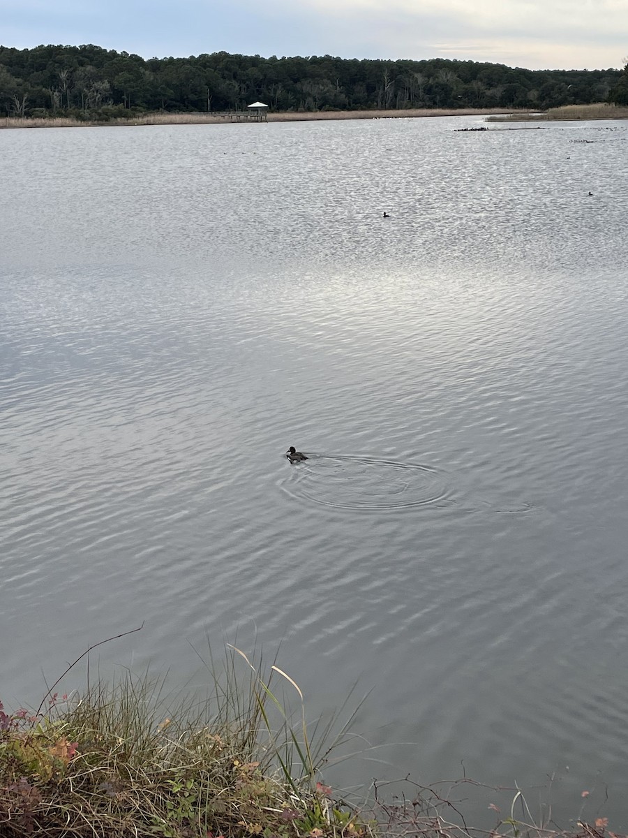 Lesser Scaup - ML646051032