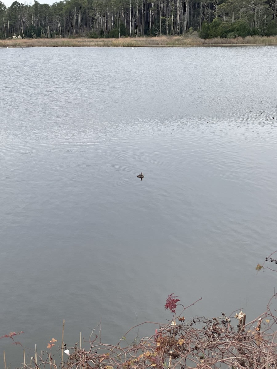 Pied-billed Grebe - ML646051036