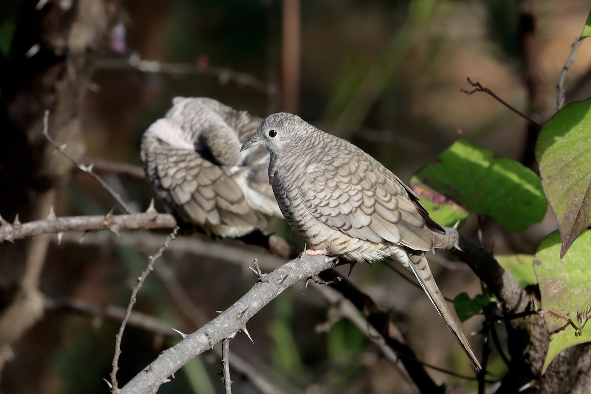 Inca Dove - ML646051038