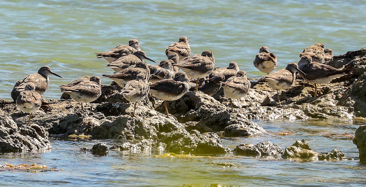 Chevalier de Sibérie - ML646051039