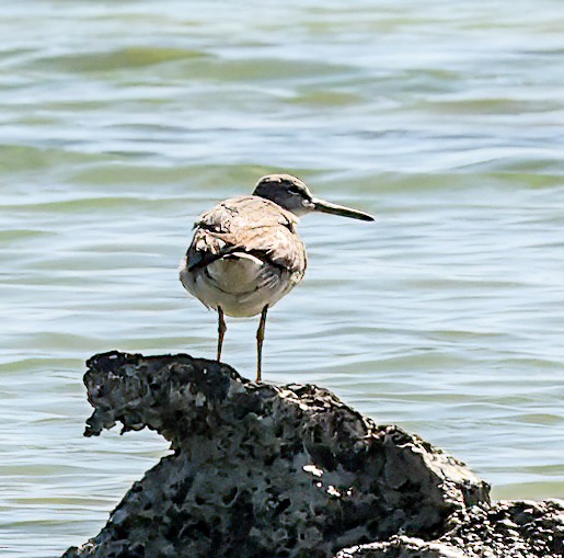 Chevalier de Sibérie - ML646051042