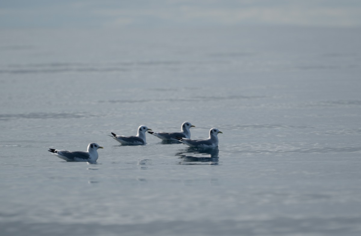 Моевка - ML646051045