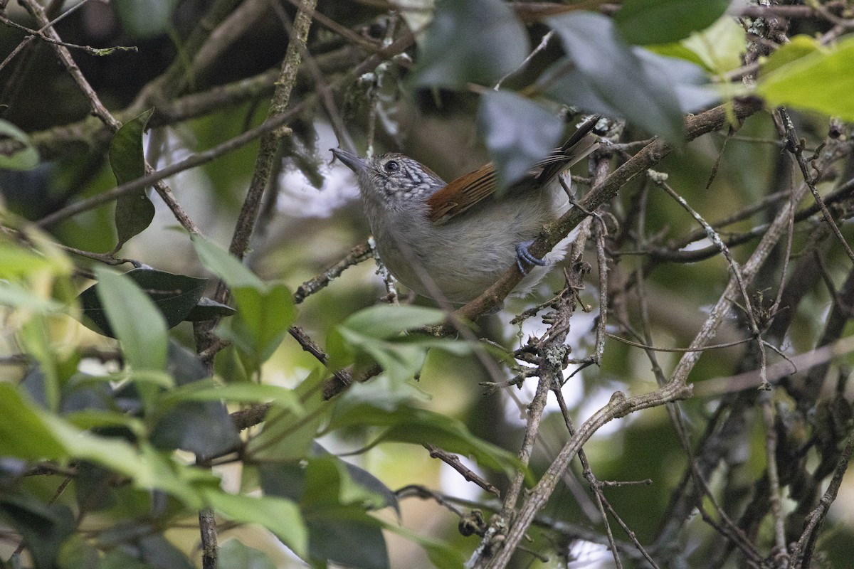 Rufous-backed Antvireo - ML646051050