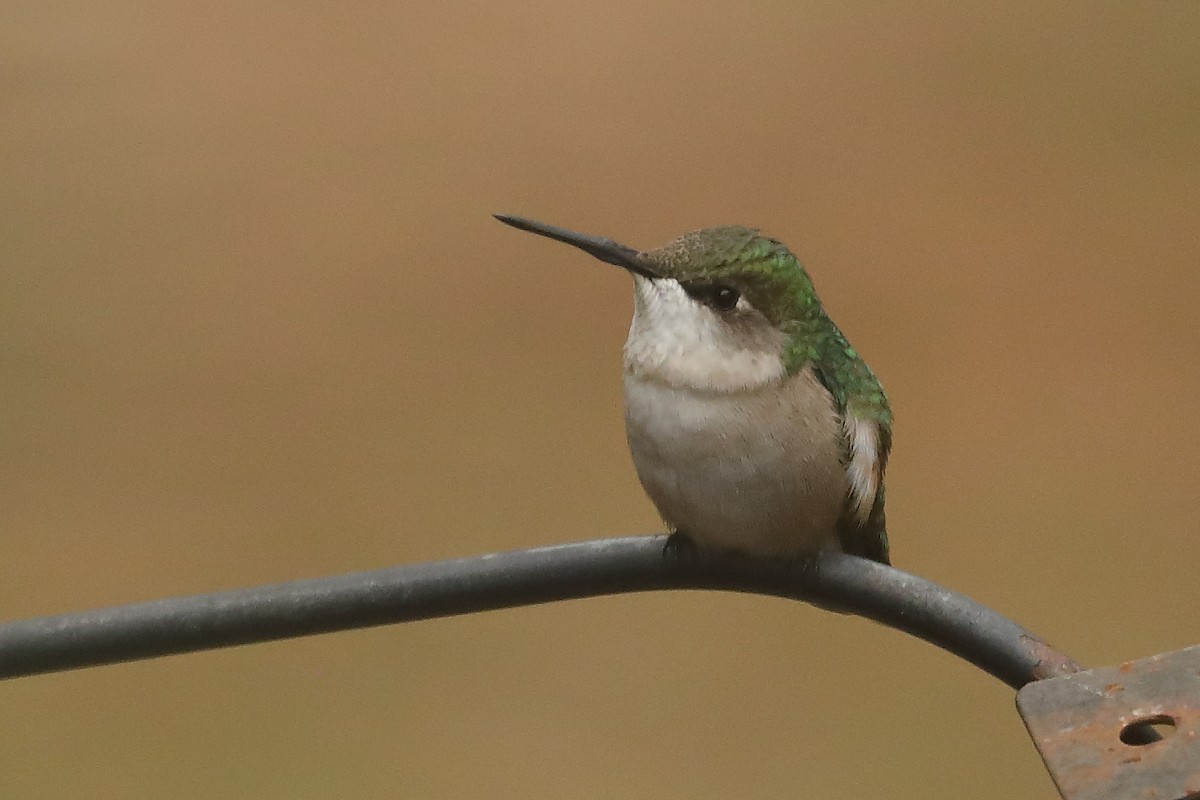 Ruby-throated Hummingbird - ML646051051