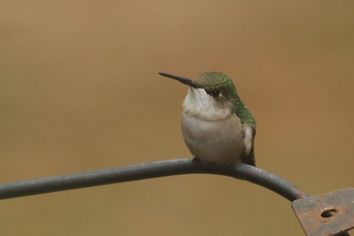 Ruby-throated Hummingbird - ML646051053