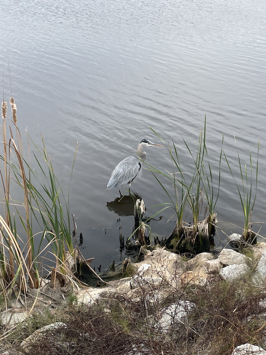 Great Blue Heron - ML646051054