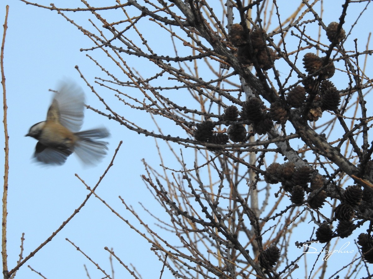 Пухляк - ML646051060